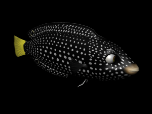 3d fish - tamarin wrasse - rigged low-poly 3D मॉडल