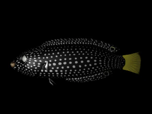 3d fish - tamarin wrasse - rigged low-poly 3D Model