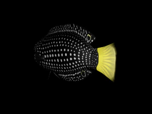 3d fish - tamarin wrasse - rigged low-poly 3D Model