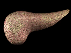 3d pancreas - low-poly 3D Model