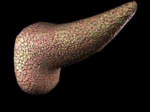 3d pancreas - low-poly 3D Model
