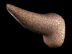 3d pancreas - low-poly 3D Model