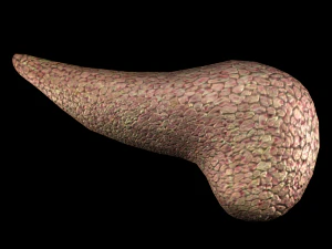3d pancreas - low-poly 3D Model