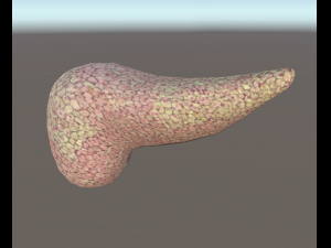 3d pancreas - low-poly 3D Модель