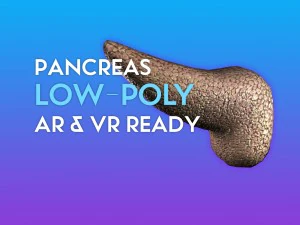 3D 췌장 - 저폴리 3D 모델