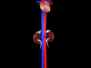 3d heart and kidneys - low-poly 3D Model