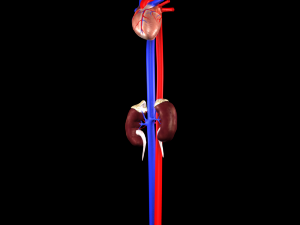 3d heart and kidneys - low-poly 3D Модель