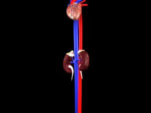 3d heart and kidneys - low-poly 3D Model