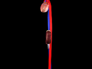 3d heart and kidneys - low-poly 3D Model