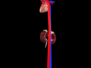 3d heart and kidneys - low-poly 3D Модель