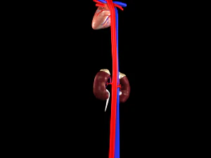 3d heart and kidneys - low-poly 3D Model
