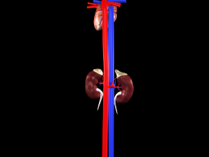 3d heart and kidneys - low-poly 3D Модель
