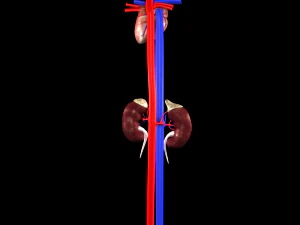 3d heart and kidneys - low-poly 3D Model