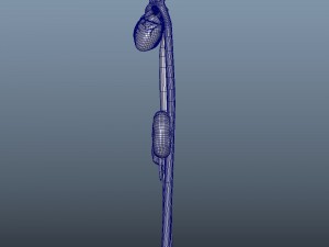 3d heart and kidneys - low-poly 3D Модель