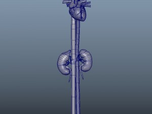 3d heart and kidneys - low-poly 3D Модель