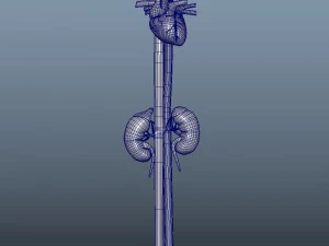 3d heart and kidneys - low-poly 3D Model