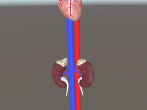 3d heart and kidneys - low-poly 3D Модель