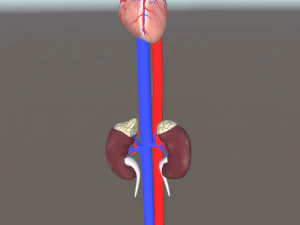 3d heart and kidneys - low-poly 3D Model