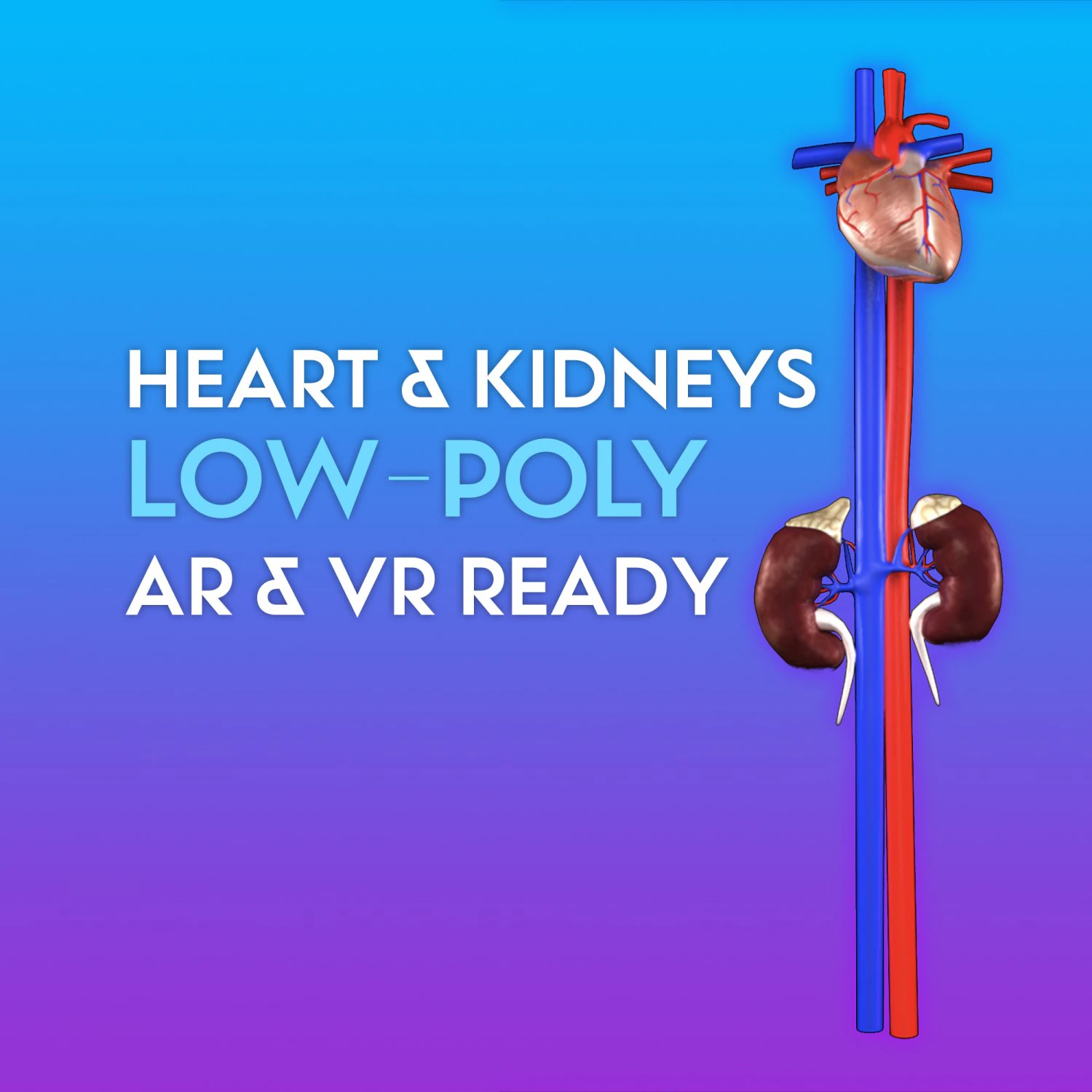 3d heart and kidneys - low-poly 3D Model .c4d .max .obj .3ds .fbx .stl .blend
