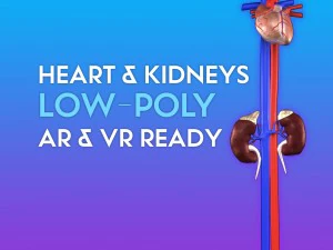 Cuore e reni 3d - low-poly Modello 3D