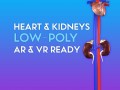 3d heart and kidneys - low-poly 3D Model