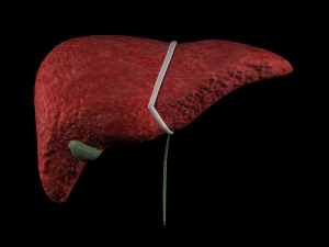 3d liver w gallbladder - low-poly 3D Model