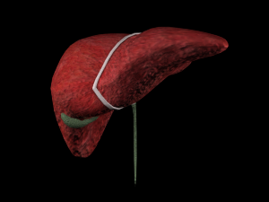 3d liver w gallbladder - low-poly 3D Model