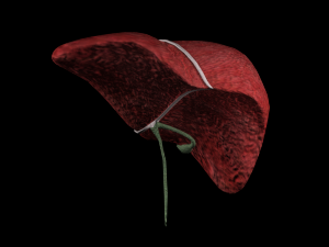 3d liver w gallbladder - low-poly 3D Model