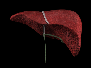3d liver w gallbladder - low-poly 3D Model