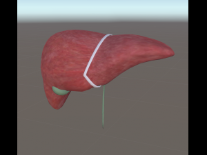 3d liver w gallbladder - low-poly 3D Model