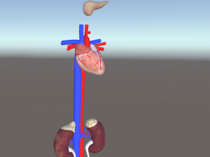 3d organ pack - low-poly 3D Model