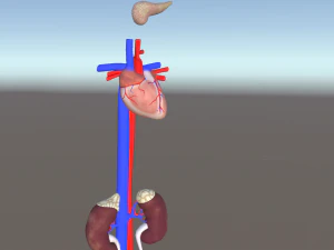 Pacote de &oacute;rg&atilde;o 3D - low-poly Modelo 3D