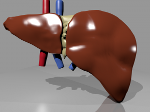 human liver pro 3D Model