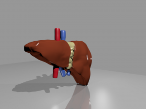 human liver pro 3D Модель