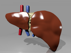 human liver pro 3D Модель