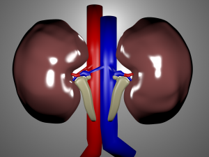 human kidneys 3D-Modell
