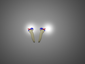 human kidneys 3D 模型