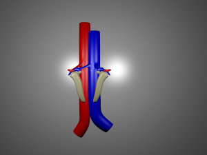 human kidneys 3D 模型