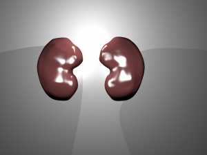 human kidneys 3D 模型