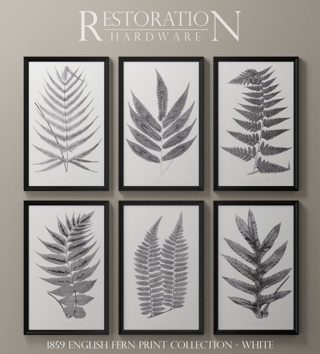 rh posters 1859 english fern print collection - white 3D Model .c4d .max .obj .3ds .fbx .stl .blend 