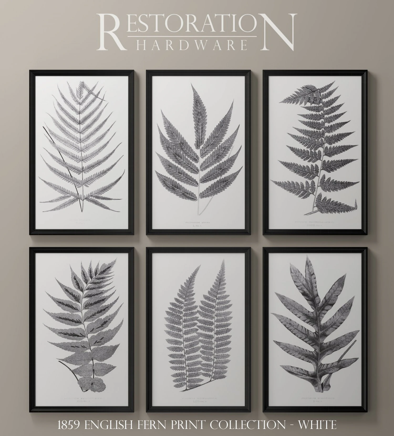 rh posters 1859 english fern print collection - white 3D Model .c4d .max .obj .3ds .fbx .stl .blend 