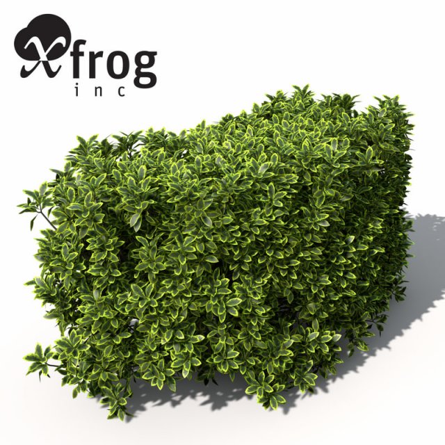 plants golden privet 3D Модель .c4d .max .obj .3ds .fbx .stl .blend 