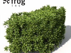 plants golden privet 3D 모델