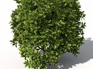 plants golden privet 3D Model