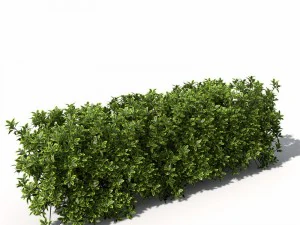 plants golden privet 3D Model