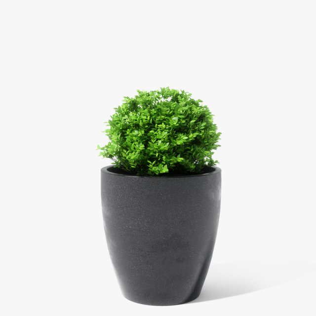 boxwood plant 3D 模型 .c4d .max .obj .3ds .fbx .stl .blend 