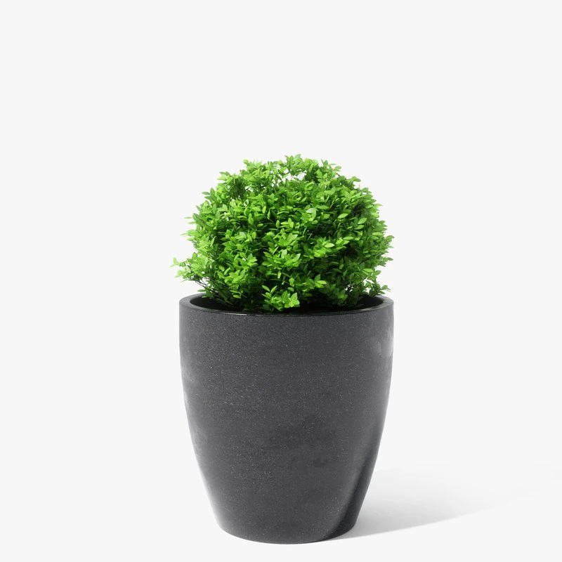 boxwood plant 3D Model .c4d .max .obj .3ds .fbx .stl .blend 