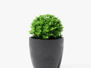 boxwood plant 3D Модель