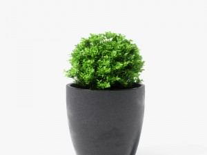 boxwood plant 3D Model