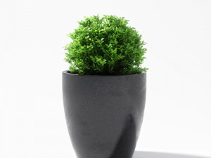 boxwood plant 3D 模型